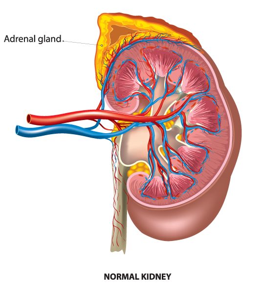 diagram showing the adrenal gland on a normal kidney