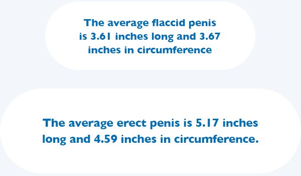 The average flaccid penis is 3.61 inches long and 3.67 inches in circumference; the average erect penis is 5.17 inches long and 4.59 inches in circumference.